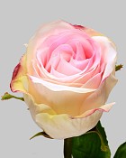 Rose Dutchess Bud 19.5" Pink
