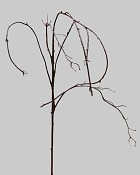 Curly Willow Vine 48" Brown