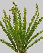 Feather Fern 15" Green