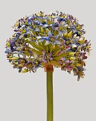 Allium Mount Everest 28" Light Blue