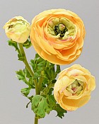 Ranunculus 24" Yellow