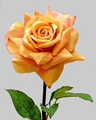 Rose Dutchess Open 20.5" Peach/Red