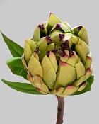 Mink Protea 29" Green