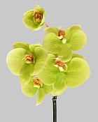 Mini Orchid Phalaenopsis 20" Green