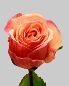 Rose Dutchess Bud 19.5" Peach/Red