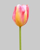 Dutch Tulip Open 24.5" Pink/Yellow
