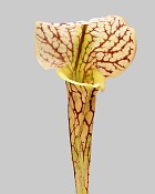 Pitcher Plant 28" Cream/Burgundy