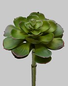Succulent 9" Green
