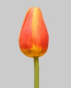 Pointed Tulip 15.5" Orange