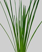 Sword Leaf 25" Green