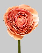 Ranunculus 22" Salmon