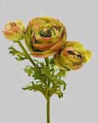 Ranunculus 24" Burgundy/Green