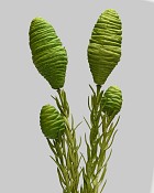 Leucadendron 22" Green