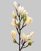 Tree Magnolia 32" Champagne
