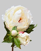 Peony 29" White