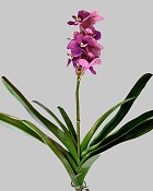 Vanda Orchid 24" Purple