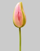 Dutch Tulip Bud 22.5" Pink/Yellow