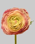 Ranunculus 22" Mauve