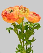 Ranunculus 24" Orange