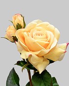 English Rose Tomora 22" Yellow