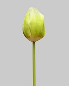 Dutch Tulip Closed 24.5" Green/White