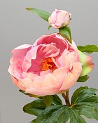 Peony with Bud 23" Pink