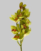 Cymbidium Open Orchid 21" Green
