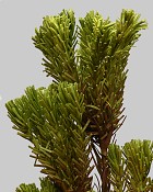 Desert Pine Cluster 40" Green