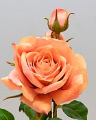 English Rose Tomora 22" Peach