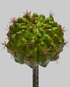Barrel Cactus 7" Green