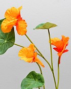 Nasturium 23" Orange