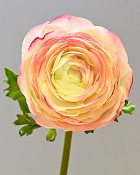Ranunculus 22" Pink/White