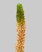 Foxtail Lily 33" Pink/Green