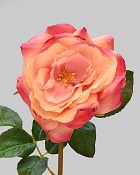 Rose Westminster 20.5" Yellow/Peach