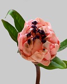 Mink Protea 29" Pink