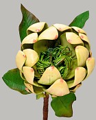 Artichoke Pick 16.5" Green