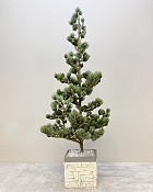 Santa's Christmas Tree