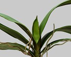 Phalaenopsis Orchid Leaf 14" Green