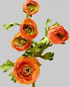 Ranunculus Multi Flower 21.5" Orange