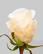 Rose Bud 20.5" White