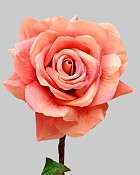 Rose Dutchess Open 20" Dark Salmon