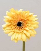 Gerbera Daisy 24" Yellow