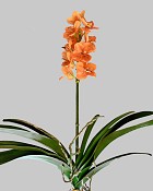 Vanda Orchid 24" Orange