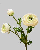 Ranunculus 24" White