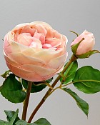 Rose English 19" Light Mauve