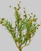 Gypsophila Spray 17" Green