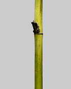 Bamboo Straight Stem 45" Green