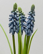 Muscari 12" Blue