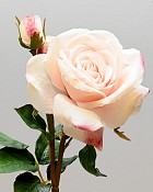 English Rose Tomora 22" Light Peach
