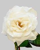 Rose Westminster 20.5" White